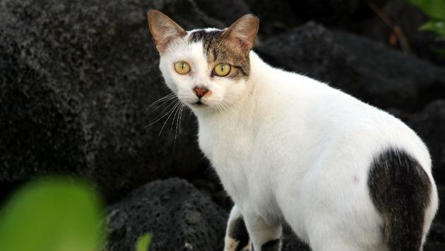 feral-cat-wikipedia