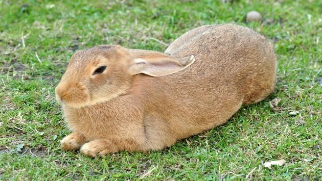 rabbit-domesticated-wikipedia-631x355